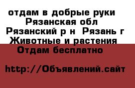 отдам в добрые руки - Рязанская обл., Рязанский р-н, Рязань г. Животные и растения » Отдам бесплатно   